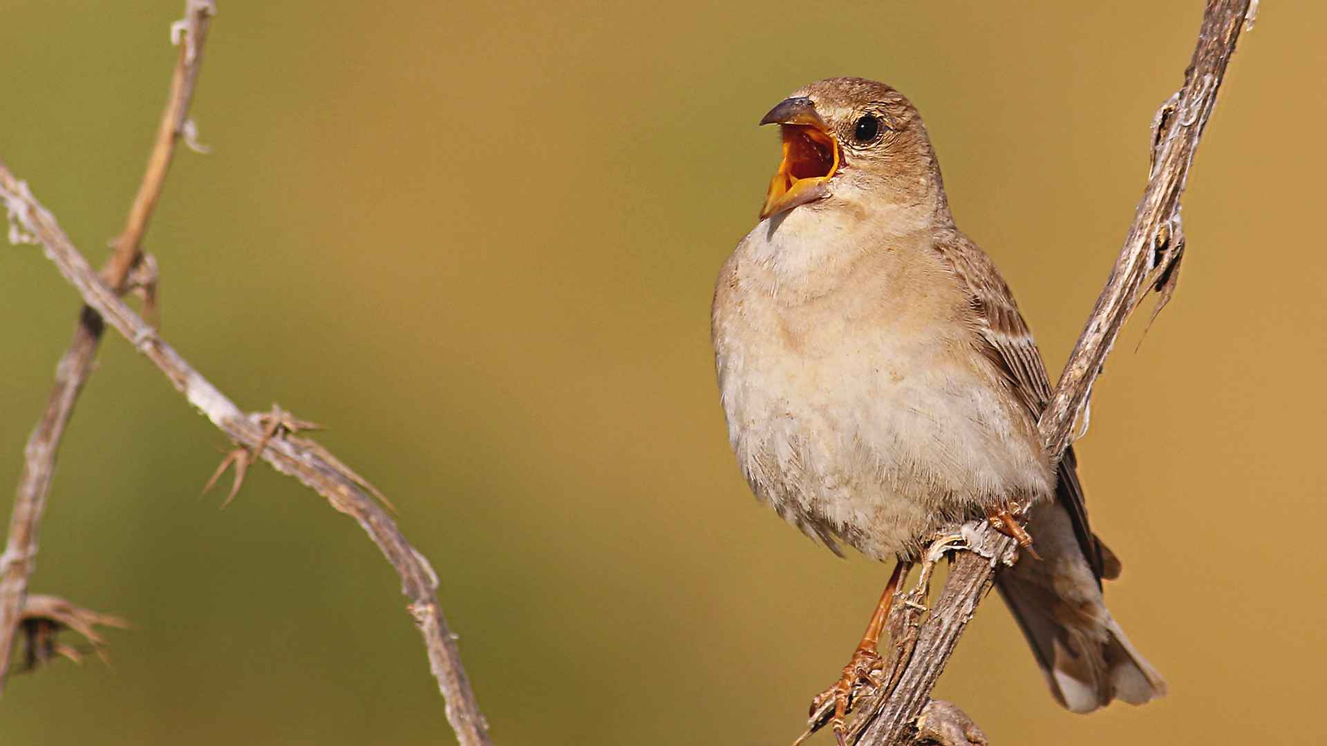 Pale Rockfinch